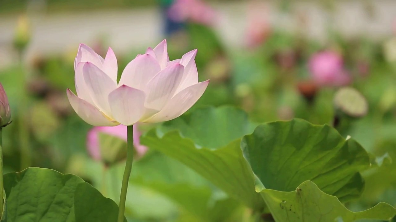 Natural Beauty of Flowers Garden With Soothing Relaxation Music