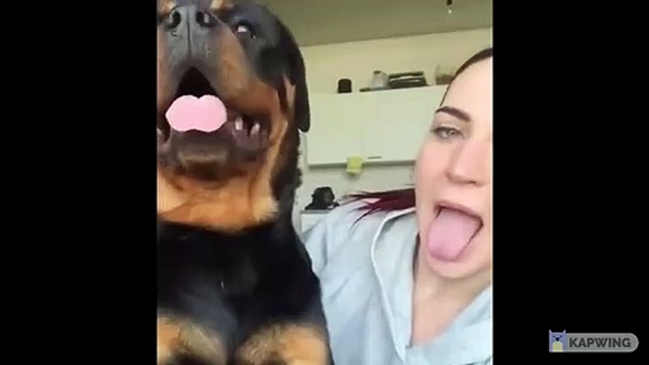 Rottweiler