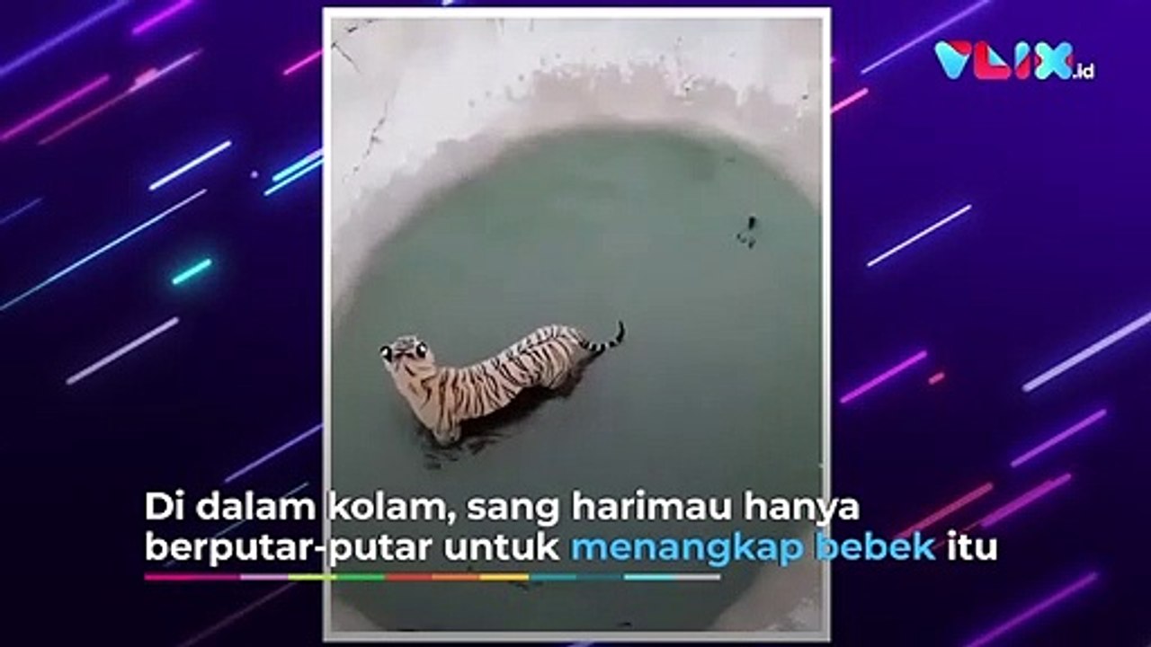 Kocak! Mau Menangkap Bebek, Harimau Ini Malah Dikerjain