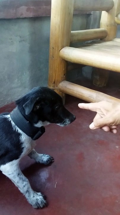ngat ngat pa