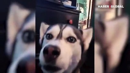 'Seni seviyorum' diyen köpeğin inanılmaz yeteneği gülümsetti