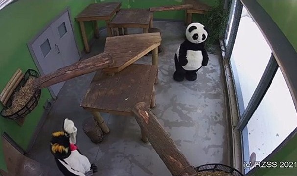 A Panda and Penguin at Edinburgh Zoo enjoy a read of the Edinburgh Evening News yesterday