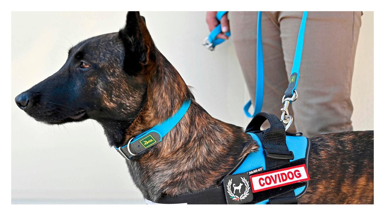 Training für Covid-19-Spürhunde