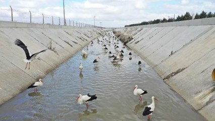 Göç yolundaki leyleklerin 'kanal' molası