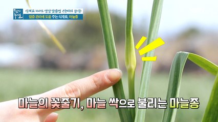 염증 관리 돕는 다양한 영양소 가득! 닥터의 식재료 '마늘종'
