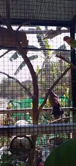 Lovebirds singing