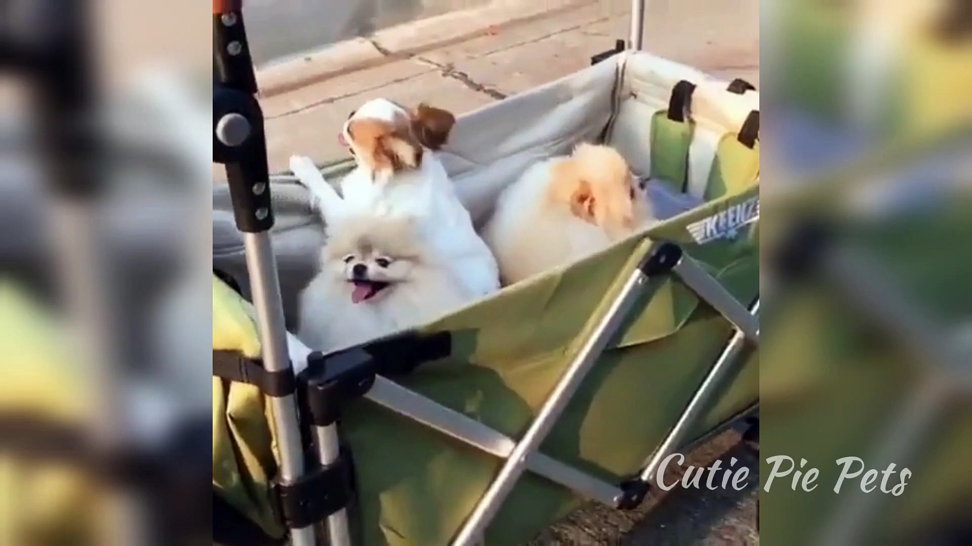 Cute Pets And Funny Animals Compilation