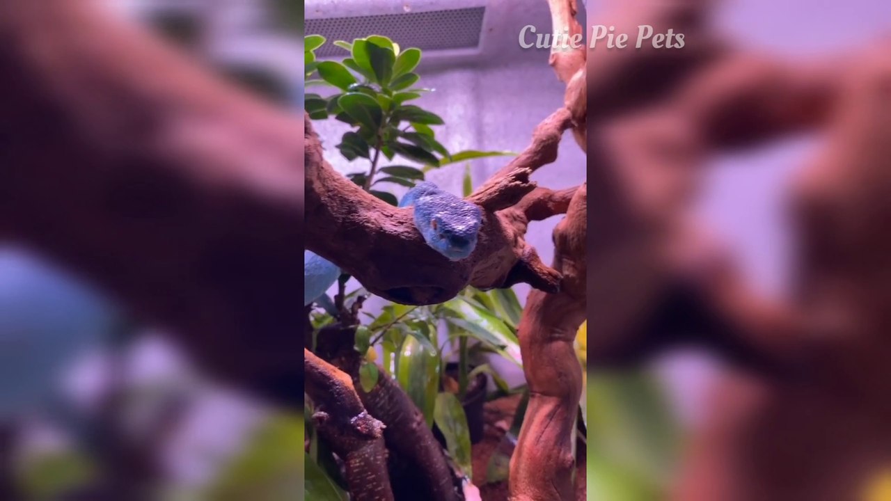 Snakes Can Be Cute Too  | Cute Snakes Compilation | Beautiful Snakes Compilation | Gorgeous Snakes