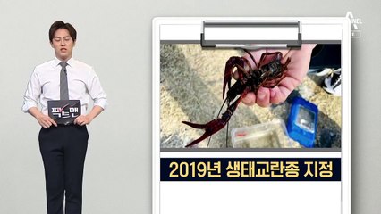 [팩트맨]생태교란종 미국가재로 ‘마라롱샤’…괜찮을까?