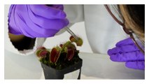 Ferngesteuerte fleischfressende Pflanzen: Forschung macht Pflanzen zu Robotern