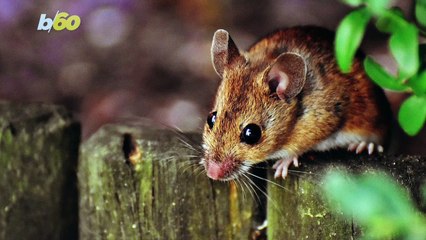 Vehicular Vermin! Here Are Ways To Keep Mice Out of Your Car!