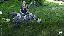 Das ganze Jahr Ostern: Diese Frau lebt mit 26 Riesenkaninchen zusammen