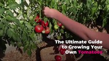 The Ultimate Guide to Growing Your Own Tomatoes