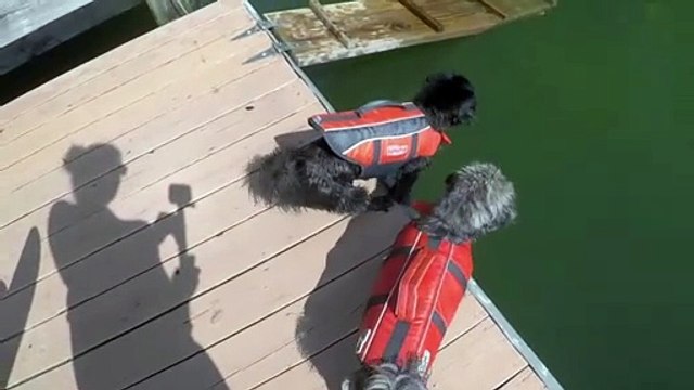 Timid Pup Takes a Dip off Dock
