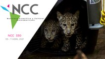 Noticiero Científico y Cultural Iberoamericano, emisión 330. 05 al 11 de abril del 2021
