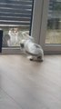 Pet Cat Tries to Catch Stray Cat From Other Side of Glass Door