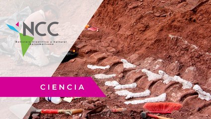 En la Patagonia, descubren al dinosaurio más grande que ha pisado el planeta