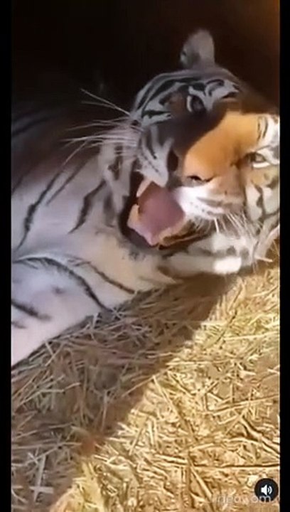 Ce tigre miaule comme un chat... mais en plus grave