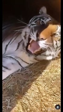 Ce tigre miaule comme un chat... mais en plus grave