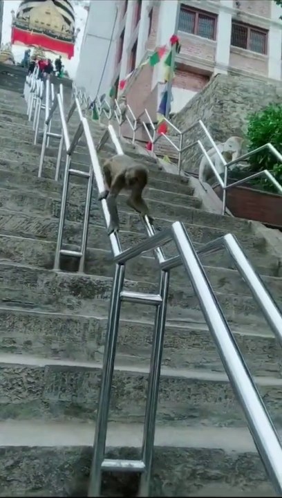 Funny monkey sliding video __ funny monkey video_Full-HD