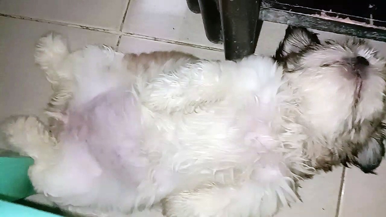 DREAMIN,I MUST BE DREAMIN'