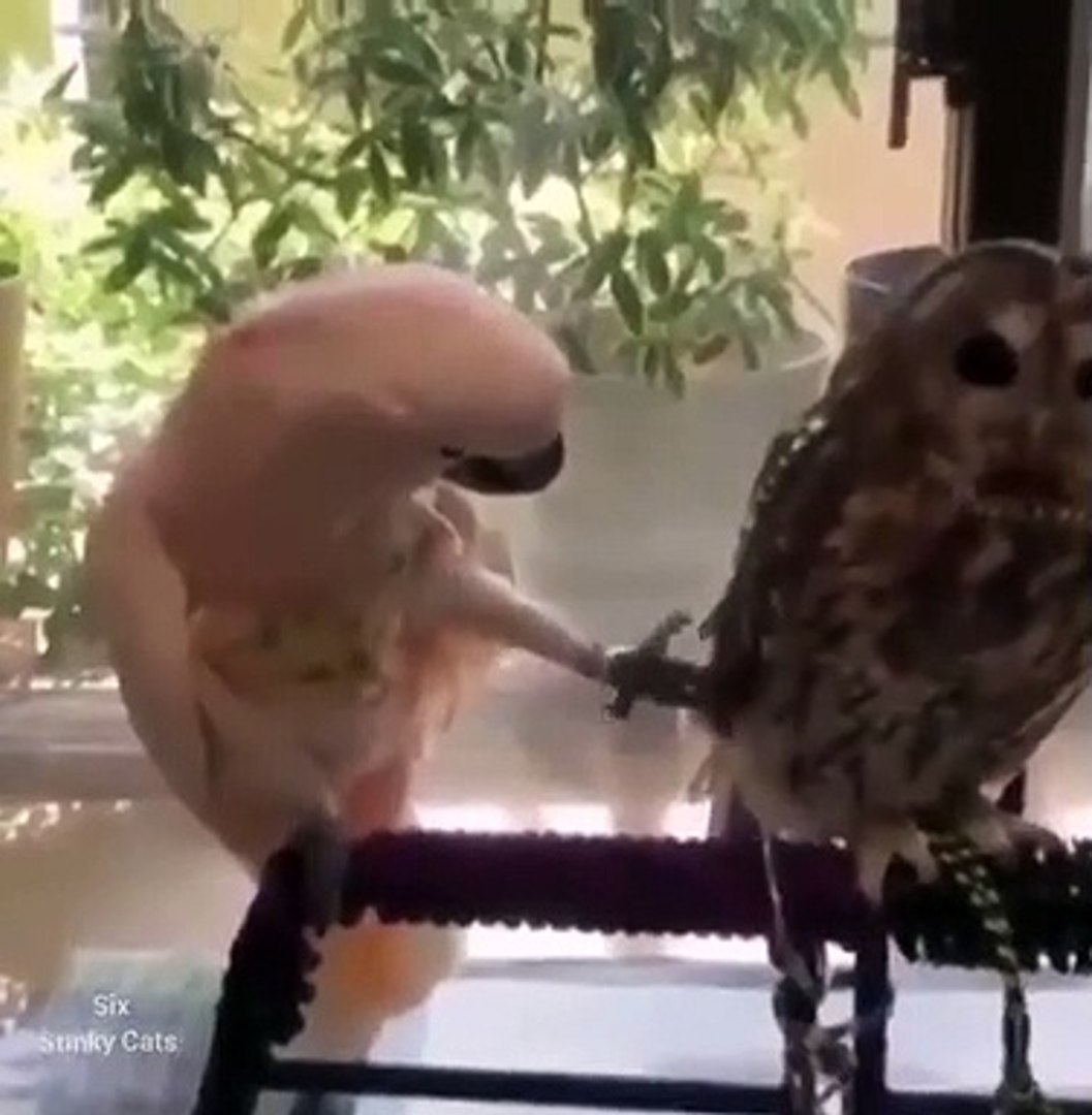 Best videos, Top videos, Viral videos Funny videos no. 12