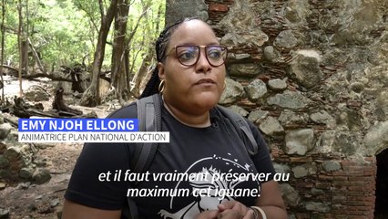 Martinique: sur l'îlet Chancel, l'iguane endémique, espèce en danger