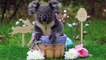 UGC: Aussie animals get in Easter weekend spirit