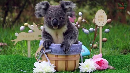 UGC: Aussie animals get in Easter weekend spirit