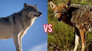 Wolf Vs Coyote. Who Will Win?