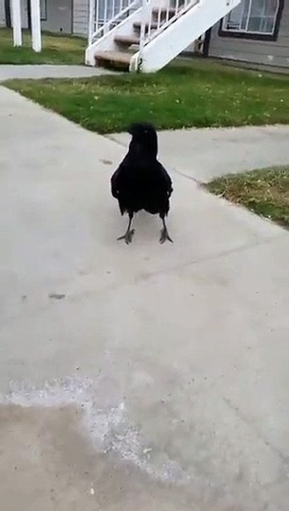 Best videos, Top videos, Viral videos Funny videos no. 13