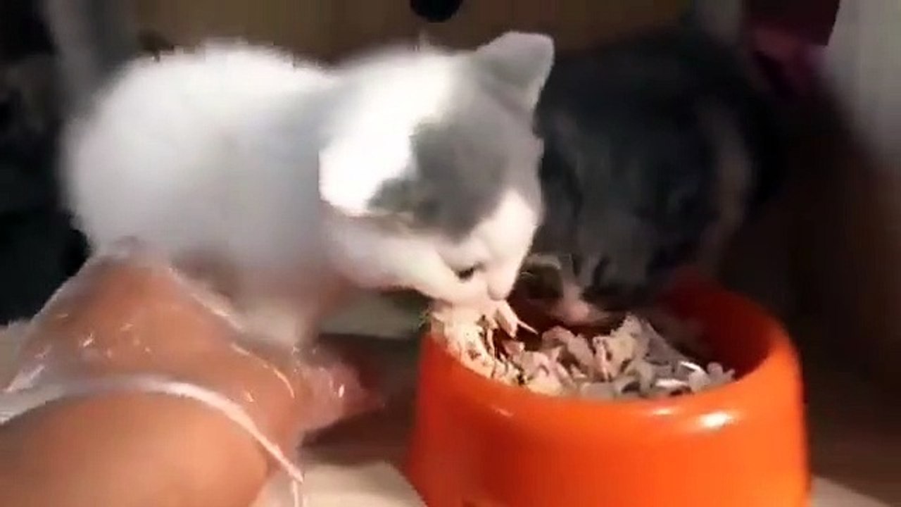 Best videos, Top videos, Viral videos Funny videos no. 14