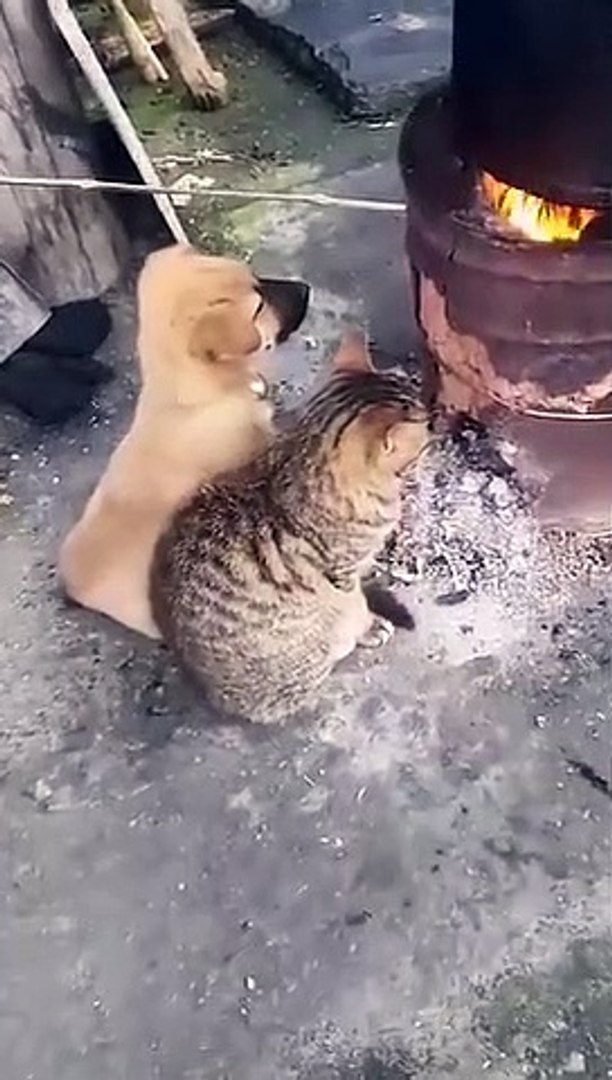 Best videos, Top videos, Viral videos Funny videos no. 05