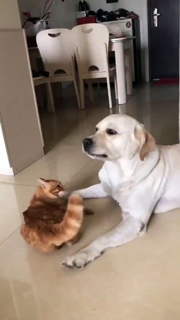 Best videos, Top videos, Viral videos Funny videos no. 16