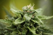 New Mexico Expected to Legalize Recreational Marijuana