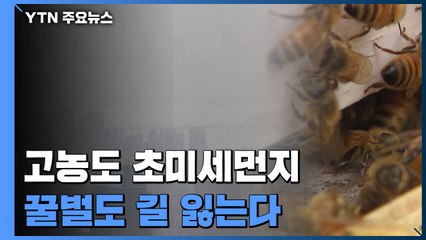 고농도 초미세먼지, 꿀벌도 길 잃는다 / YTN