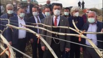 AK Parti'li Akkal Alaşehir'de dondan zarar gören bağlarda incelemede bulundu