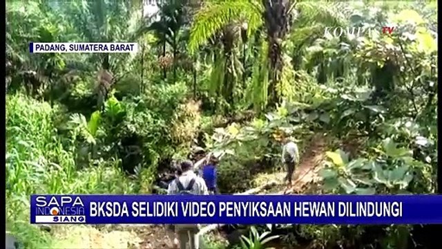 Geger Video Penyiksaan Monyet Simpai Satwa Langka di Sumatera Barat