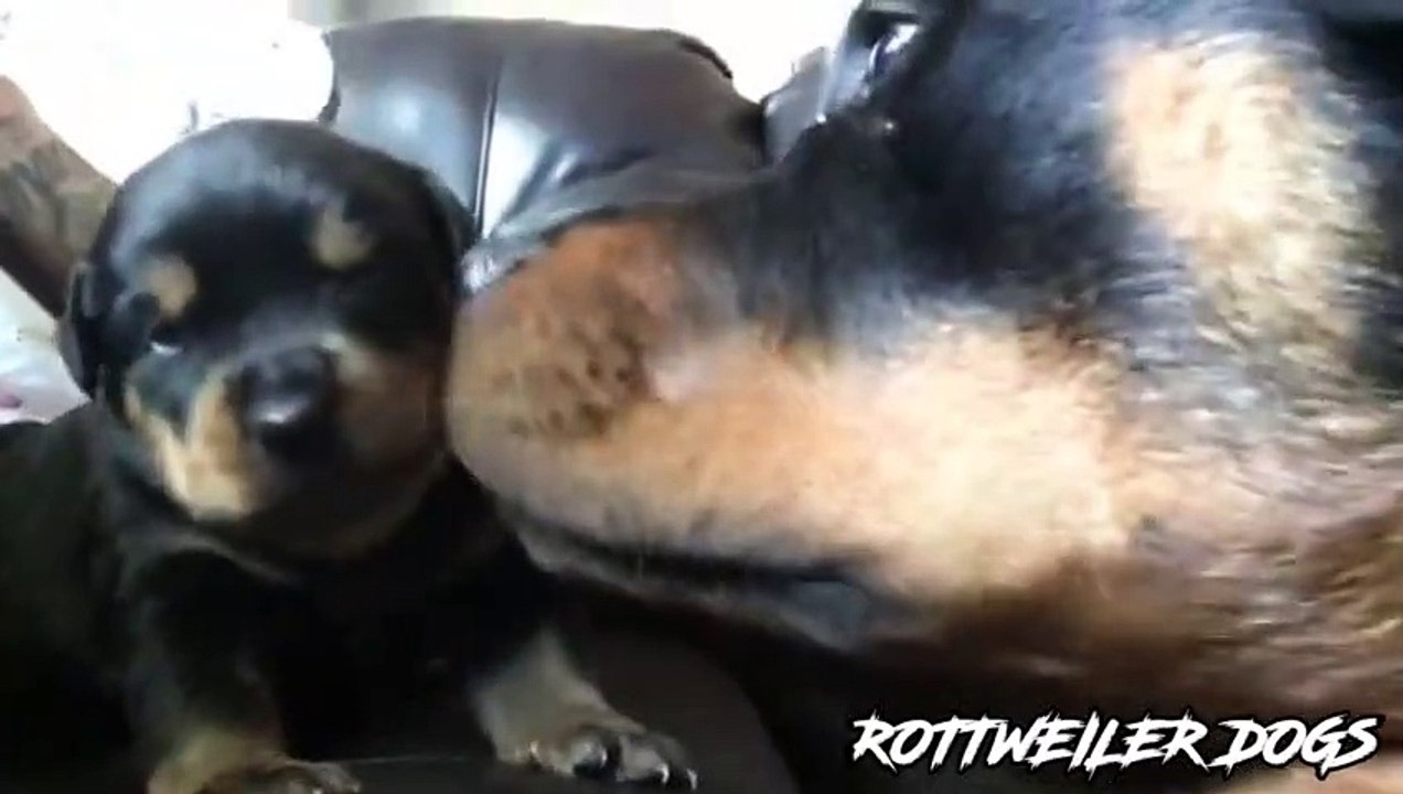 sweet rottweiler