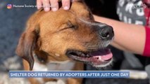 Texas Dog Adopted After 419 Days in Shelter Returned After 1 Day Because He Was 'Too Much Work'