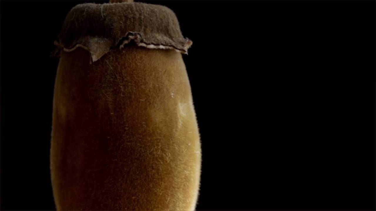 What is Baobab Fruit?