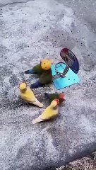 Des oiseaux jouent au basket