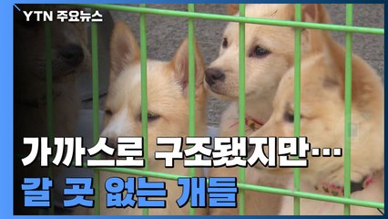 [제보는Y] 불법 도살장서 구조됐지만...갈 곳 없는 개들 / YTN