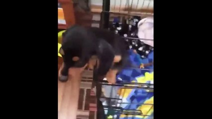 ♥Cute Puppies Doing Funny Things 2021♥ #8  Cutest Dogs