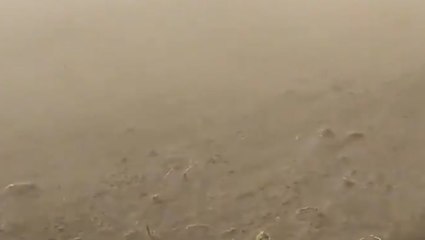 Strong winds beat down crops in Alberta