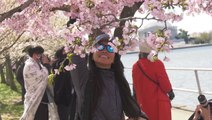 Visitors flock to see D.C.'s cherry blossoms despite cold
