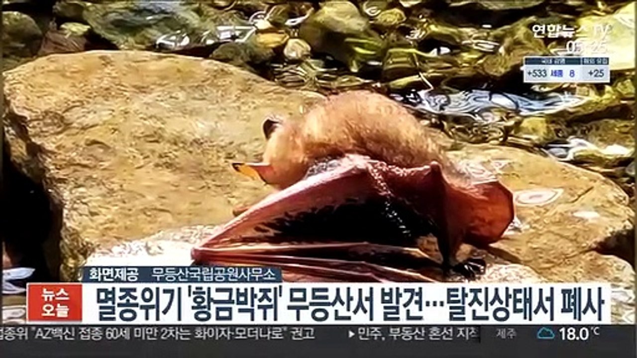 멸종위기 '황금박쥐' 무등산서 발견…탈진 상태서 폐사