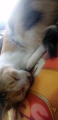 Mommy Cat And Baby Kitten #9