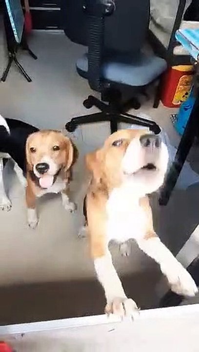 Barking Leona