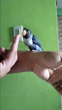 feeding bird